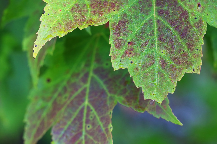 Closeup of a green maple leaf starting to change colour.