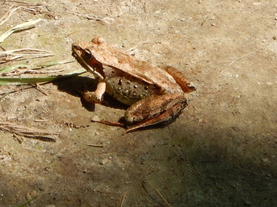 Wood Frog.