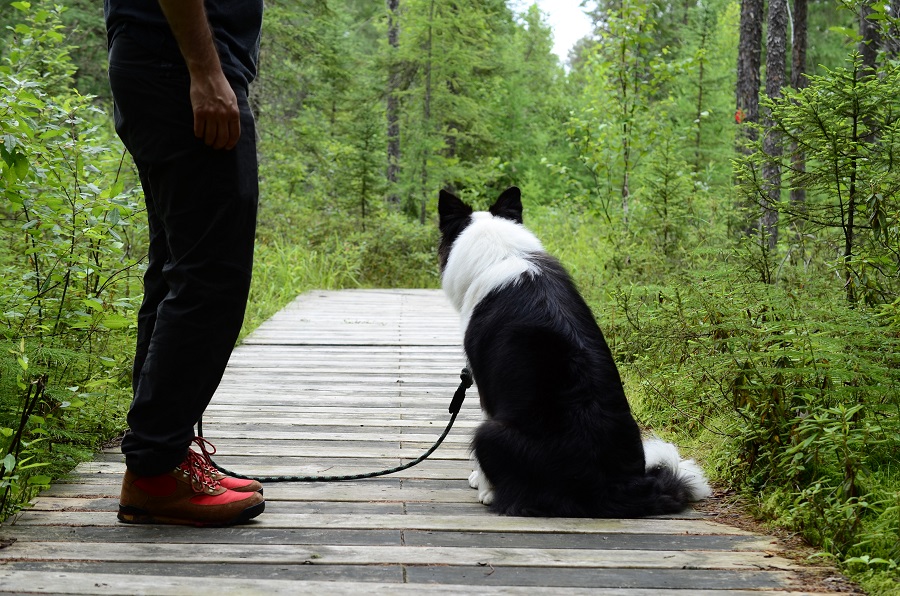 Une personne, photographiée en bas des hanches, avec son chien en laisse, sur une promenade de bois.