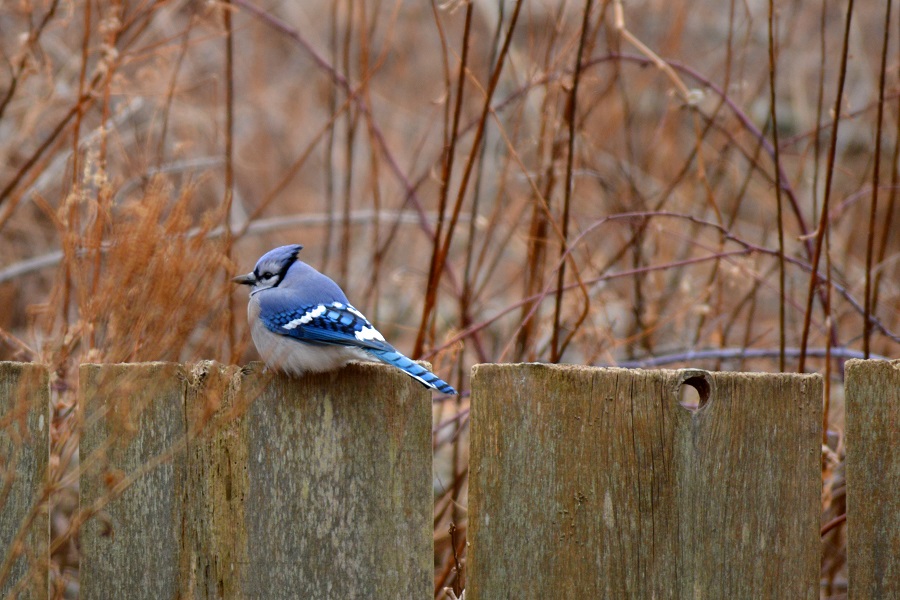Blue Jay sitting on a fence at Rondeau.