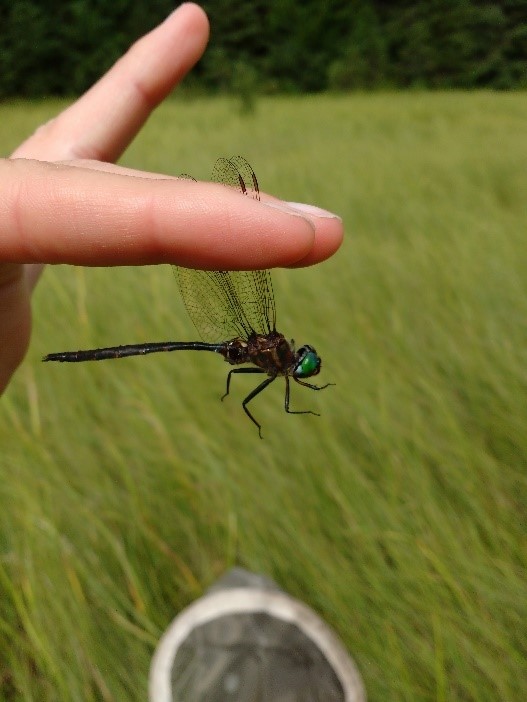 A hand holding a dragonfly.