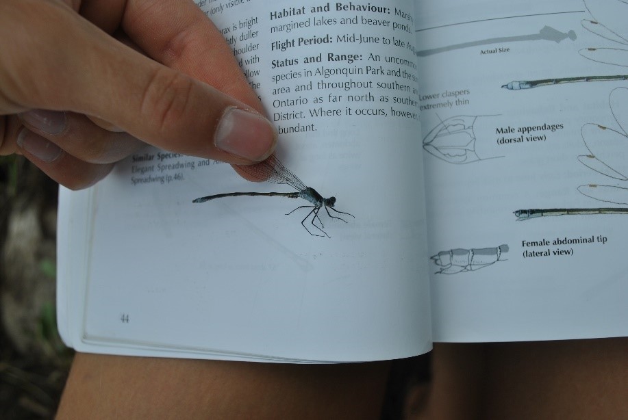 Comparing a dragonfly to a guide book.
