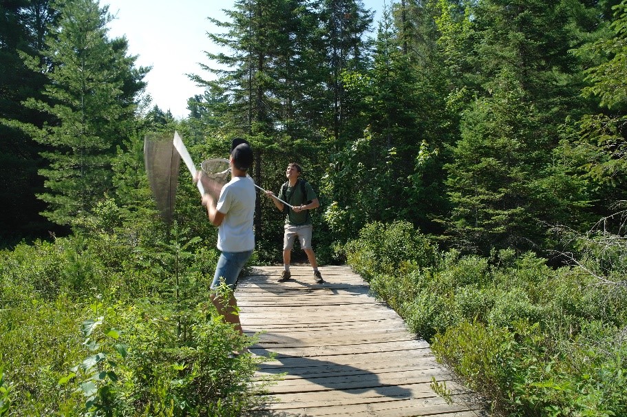 Deux personnes agitant des filets à libellules sur une promenade de bois.