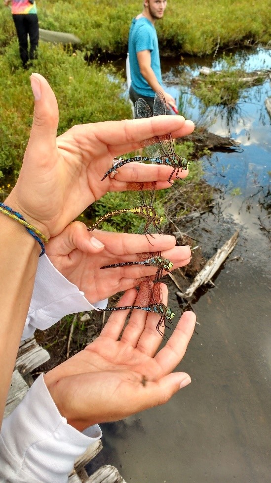 Four hands holding dragonflies.