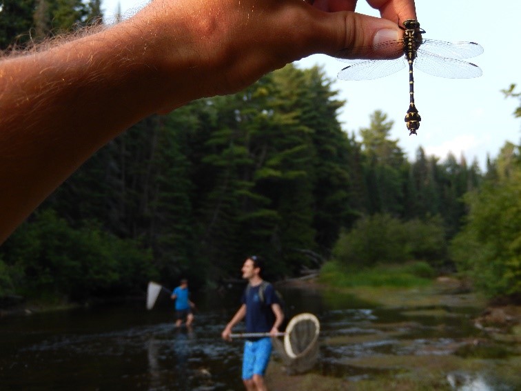 People catching dragonflies in the water with a hand holding a dragonfly up close.