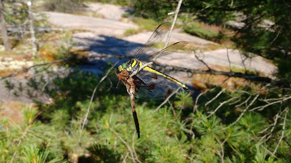 A dragonhunter dragonfly and its prey.