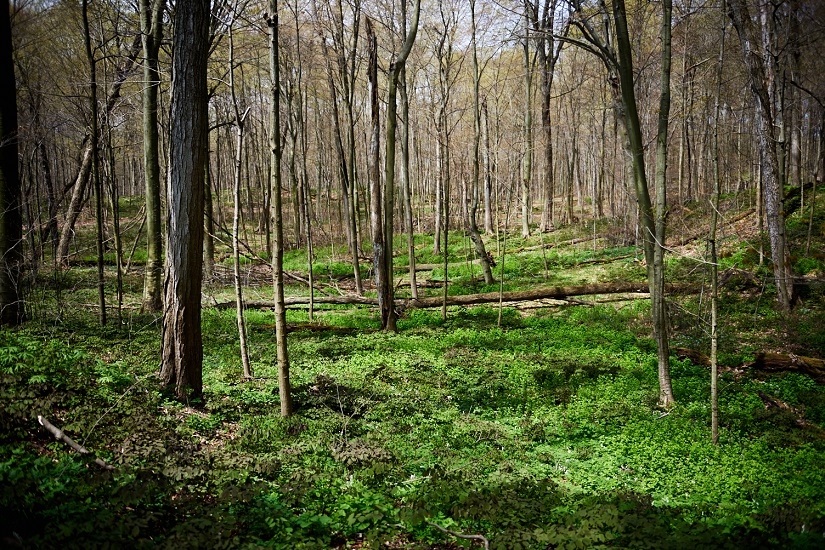 Vue forestière verdoyante d’un sentier au printemps.