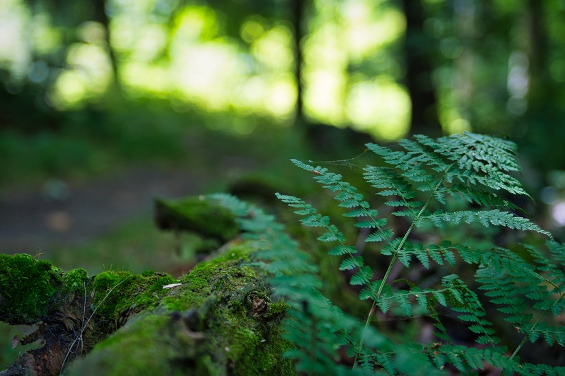 Close up of a fern and moss.