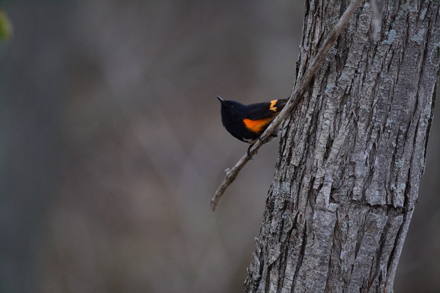 An American Redstart in a tree.