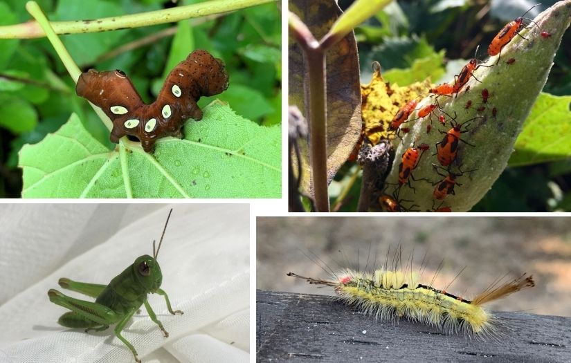A collage of different bugs. 