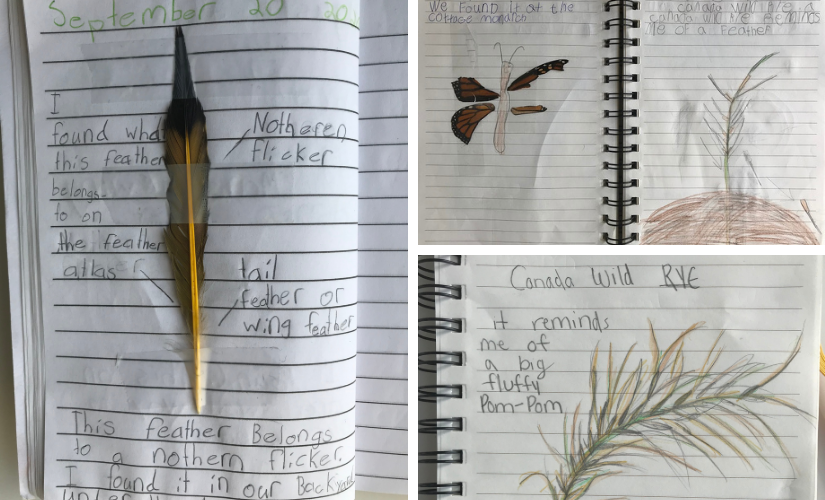 Collage of child's nature journal sketches