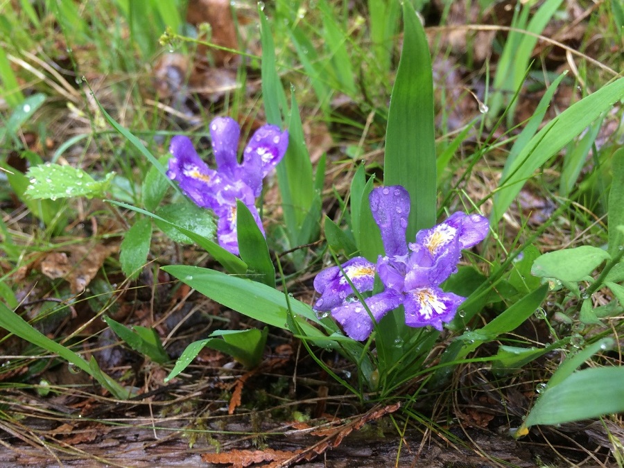 Iris lacustre (Iris lacustris)