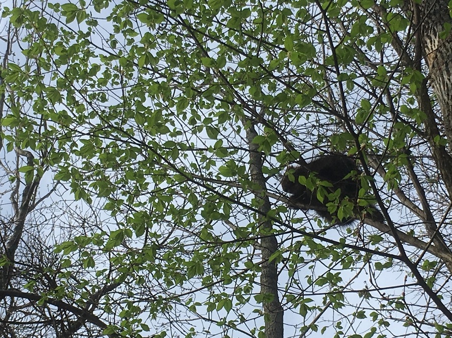 A porcupine in a tree. 