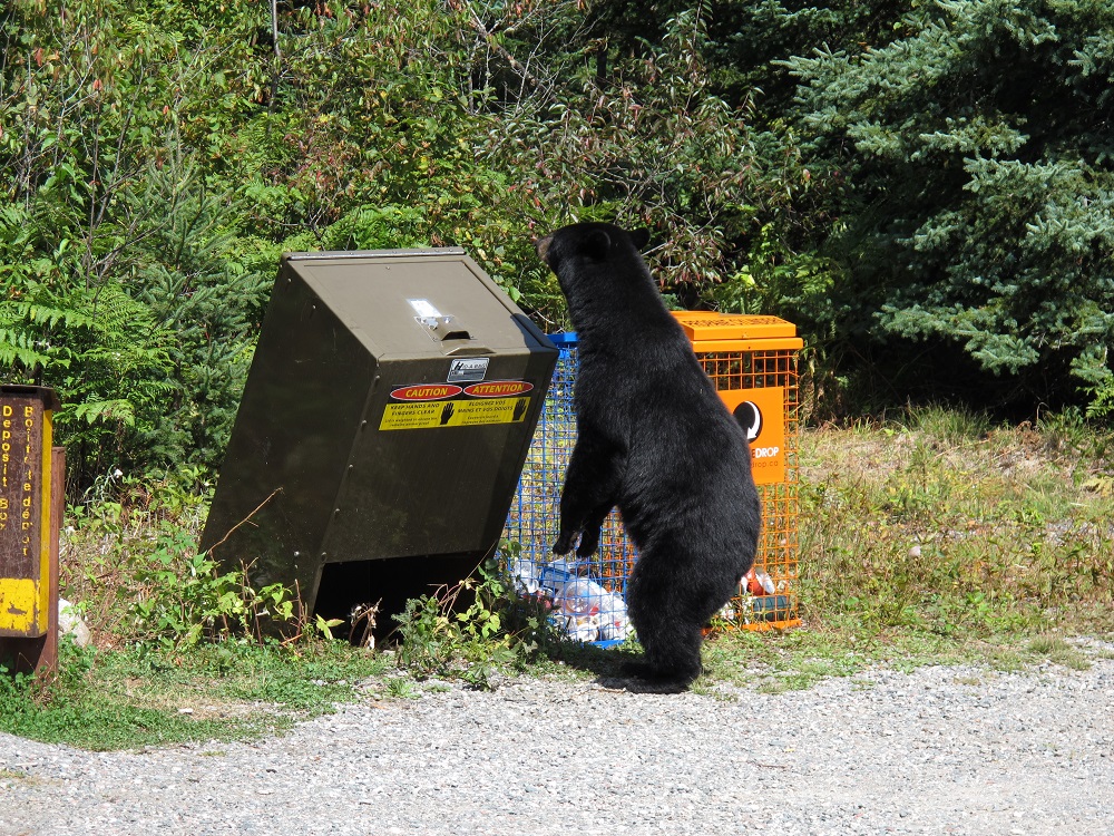 bear near garbage