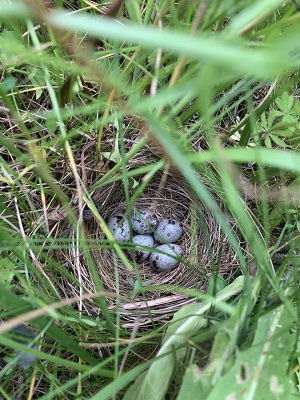 Bobolink nest