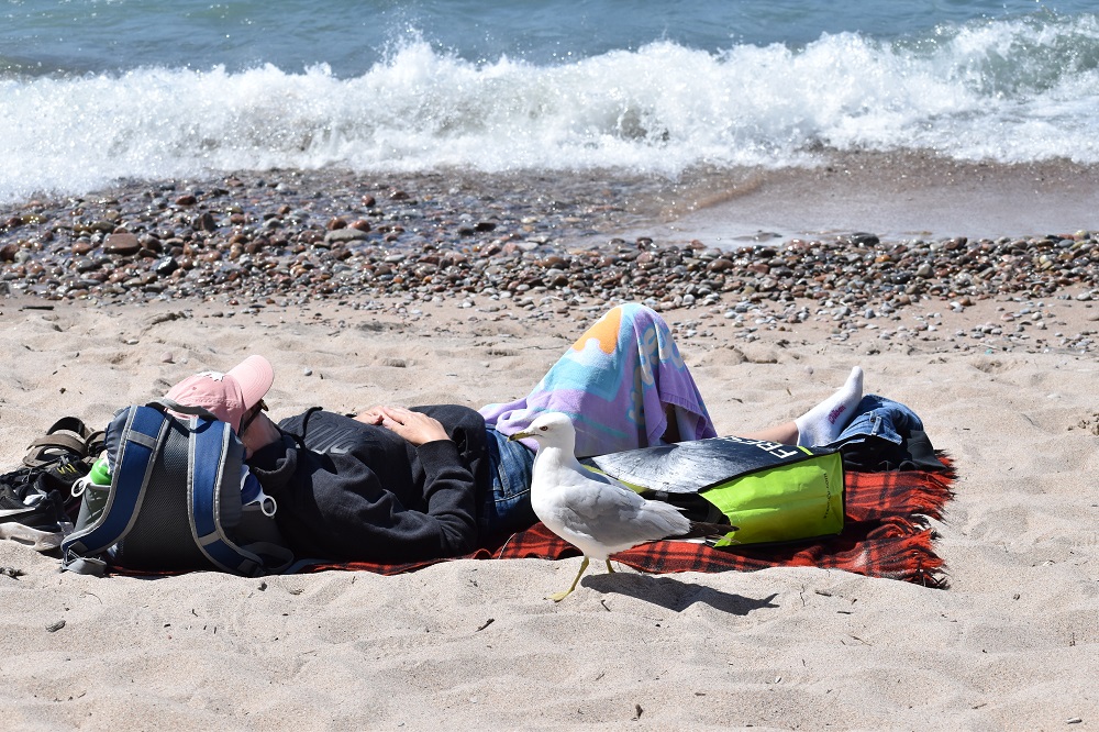 gull near person resting on beach