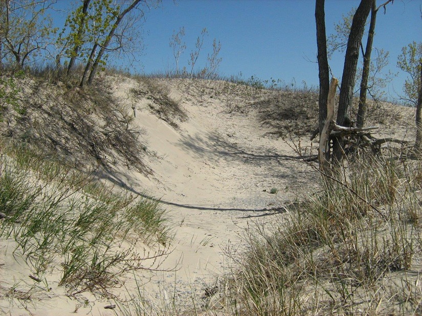 A social trail created in the sand at Presqu'ile.