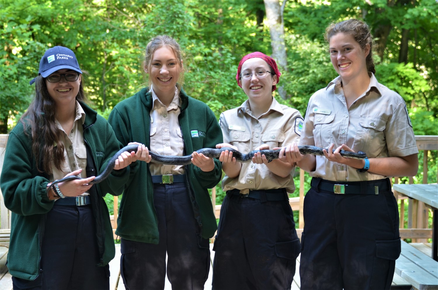 Four Ontario Parks staff standing side by side holding a very long snake with all of their hands