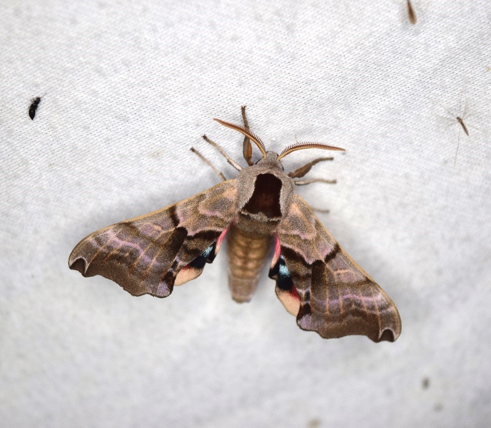 Twin- Spotted Sphinx 
