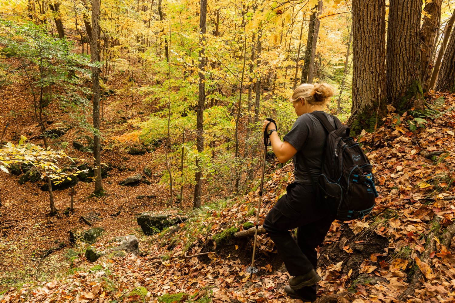 A person using hiking poles and hiking into a forest. The forest floor is covered with fallen leaves and the trees' leaves have turned yellow with the change of the seasons.