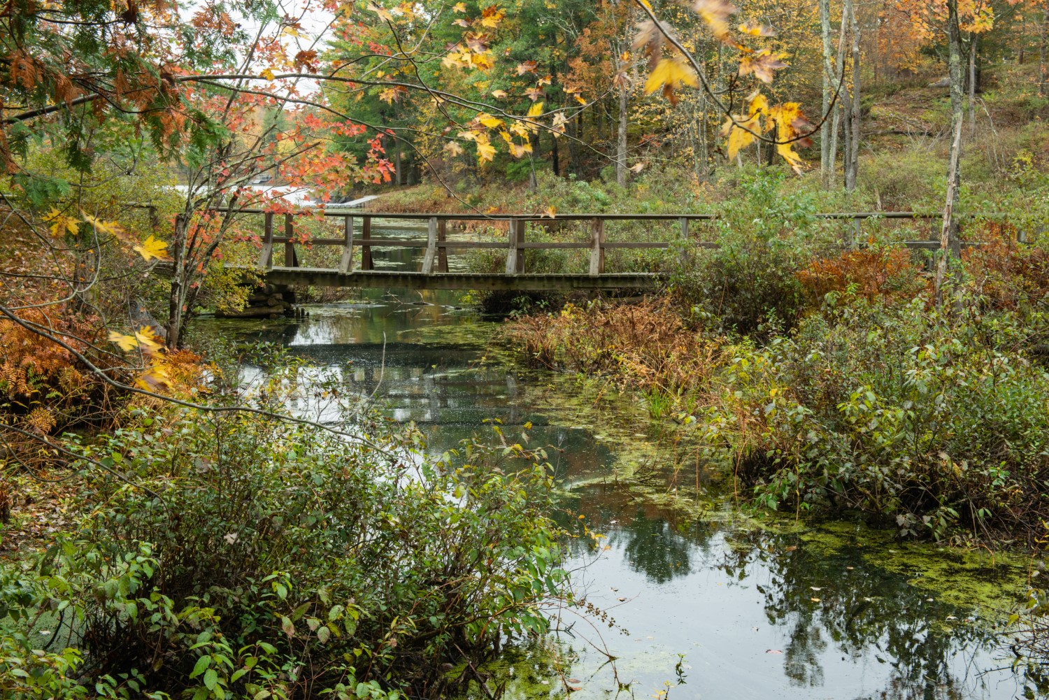 A still river passing under a wooden foot bridge in a forest in the fall.