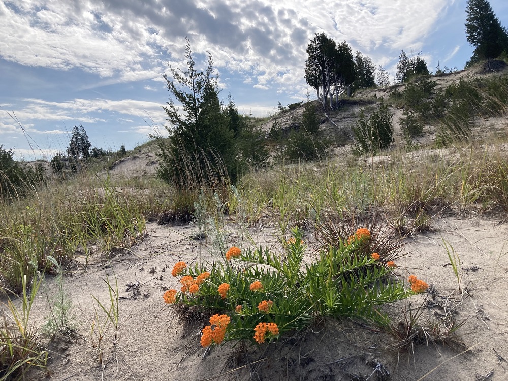Butterfly Milkweed in sand dunes during the summer