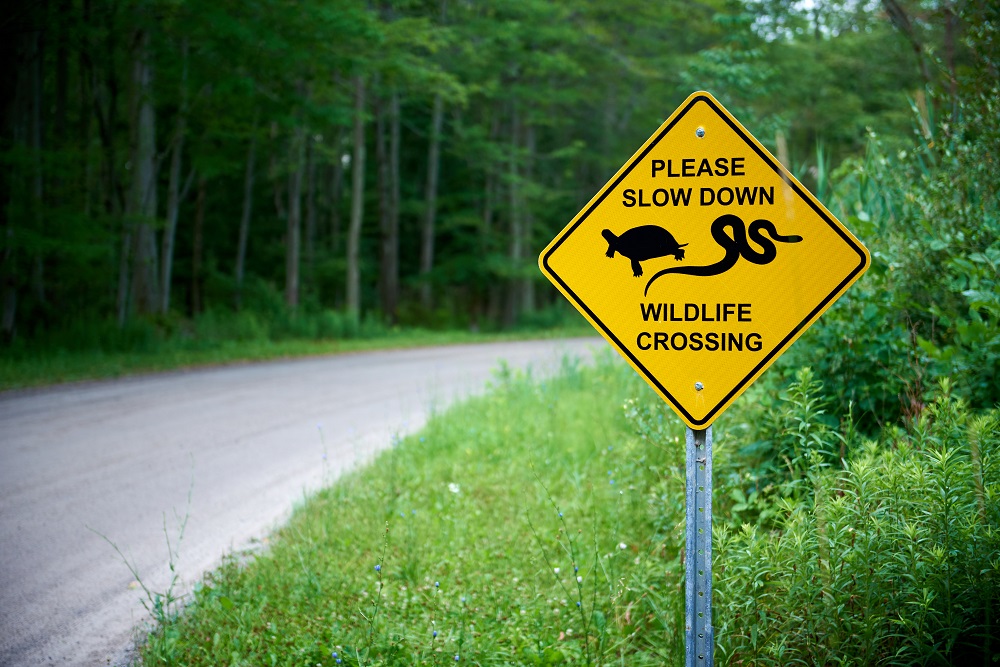 Panneau de signalisation de traversée d’animaux sauvages