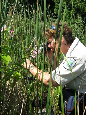 staff cutting vegetation