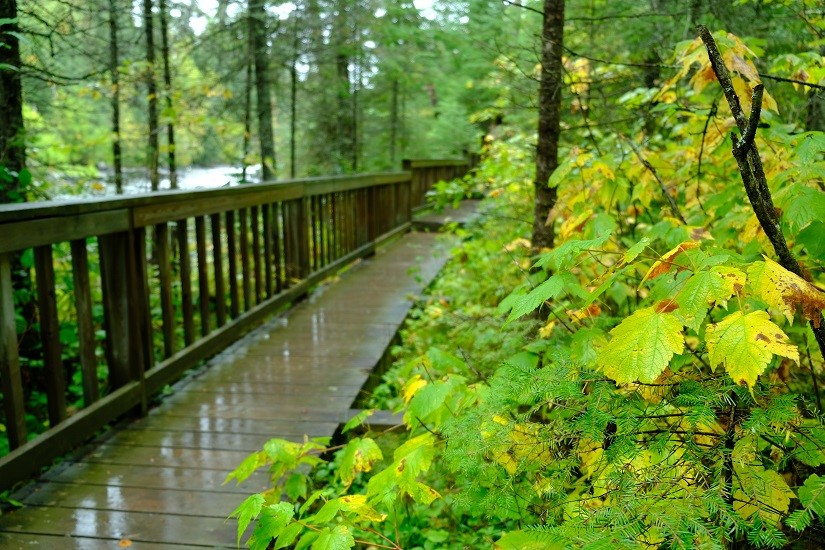 rainy boardwalk in forest