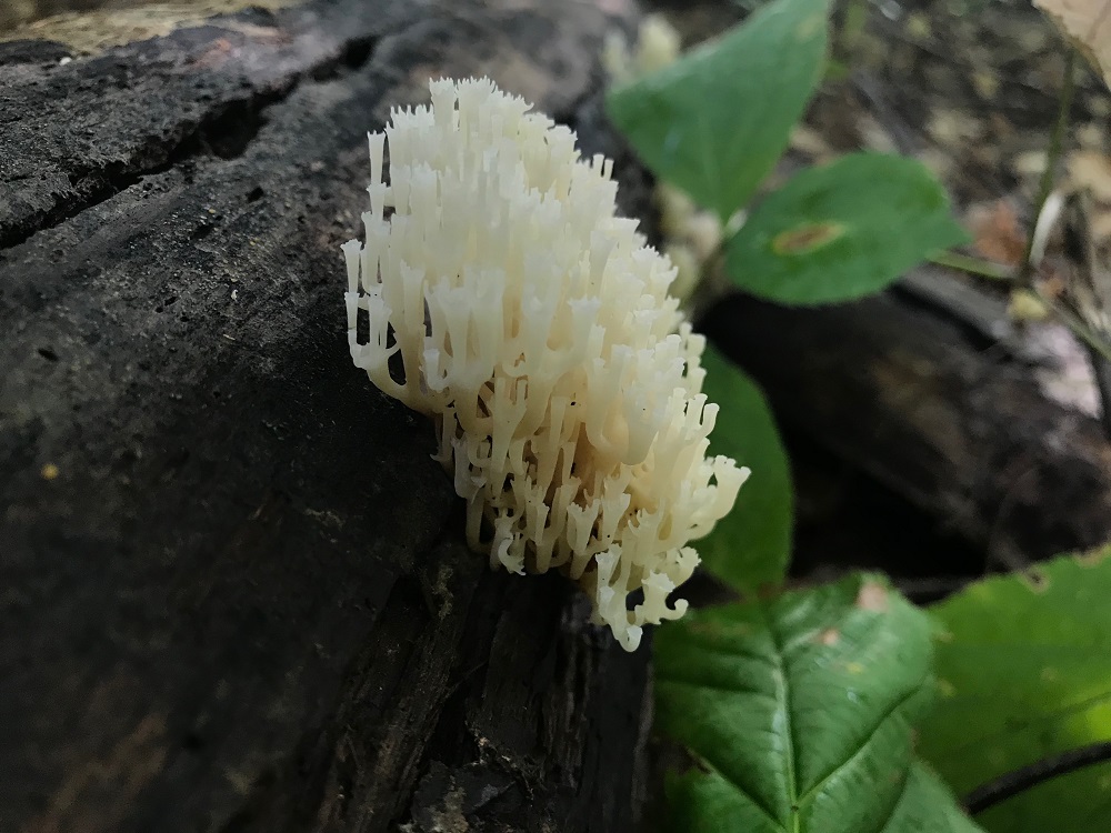 white coral-like fungus
