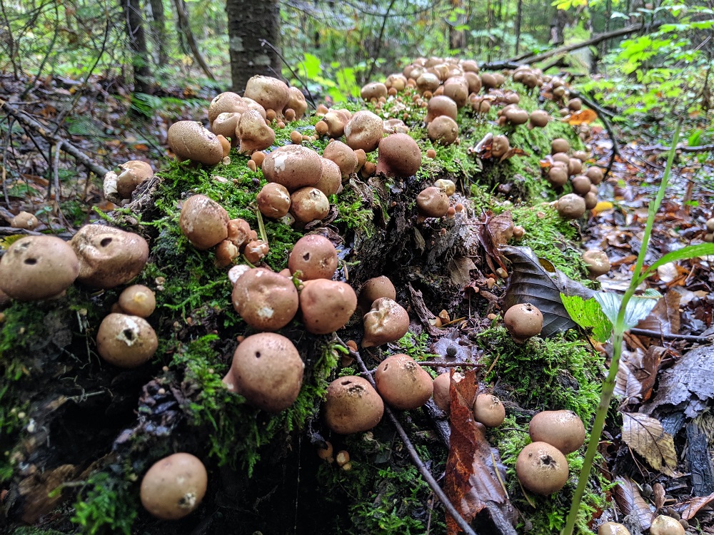 Petits champignons bruns sur un rondin recouvert de mousse