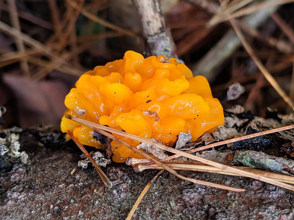 orange fungi on log