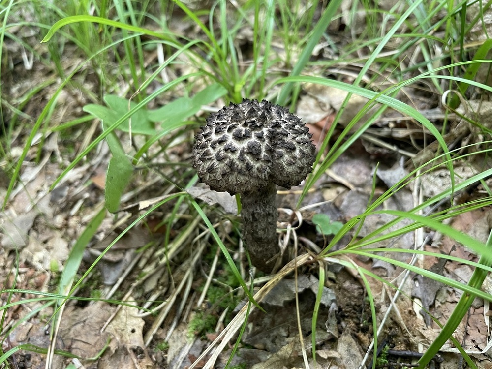 Champignon brun hirsute sur le sol forestier