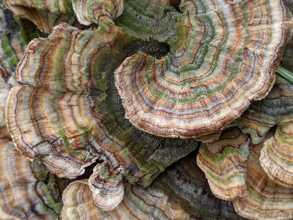 broad fungus with multi-coloured stripes