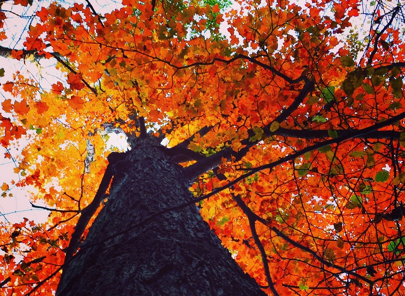 Tall Maple tree with bright fall colours.