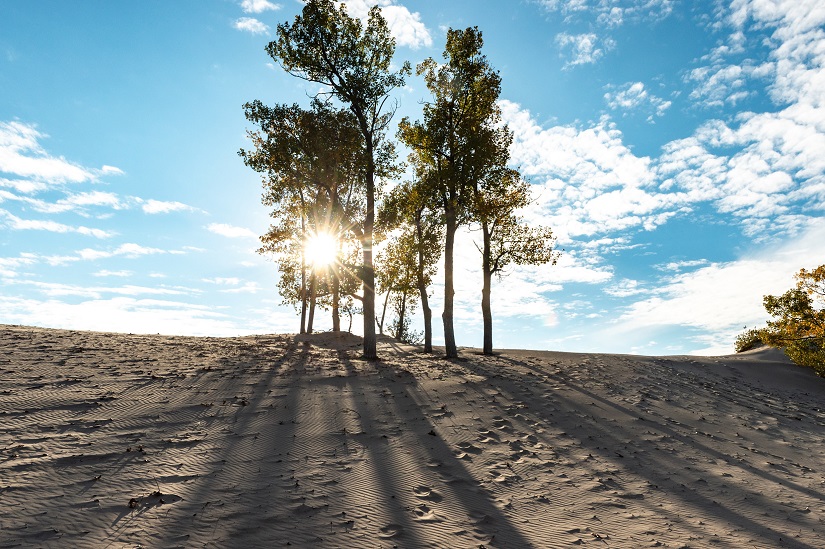 Tree on a dune.