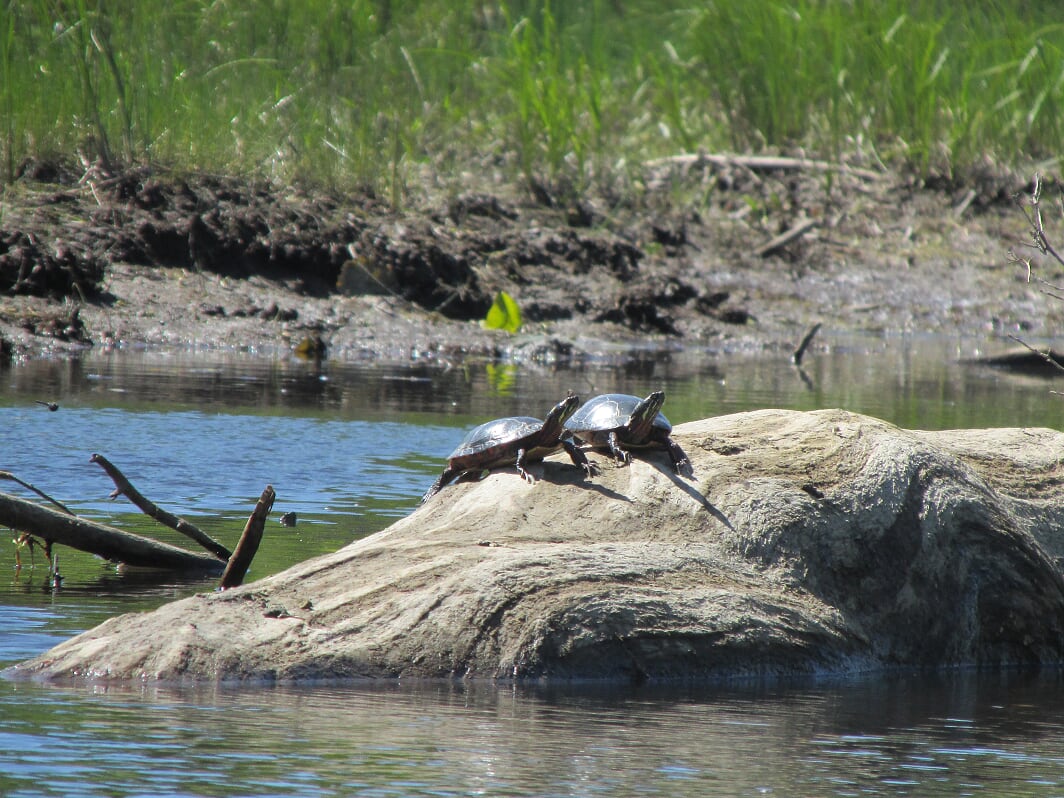 Two turtles sunning themselves on a rock surrounded by water