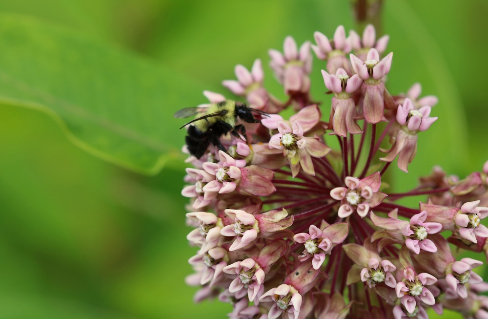 Bee on Milkweed