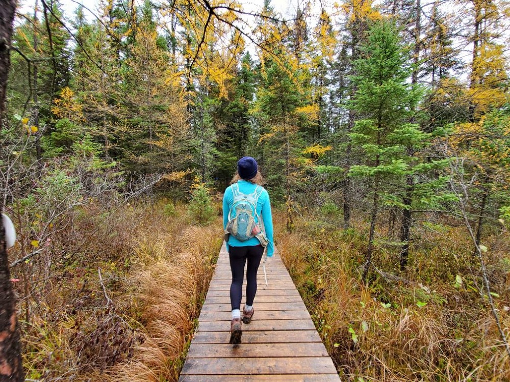 Woman hiking boardwalk on bat Lake trail in fall, with yellow tamaracks