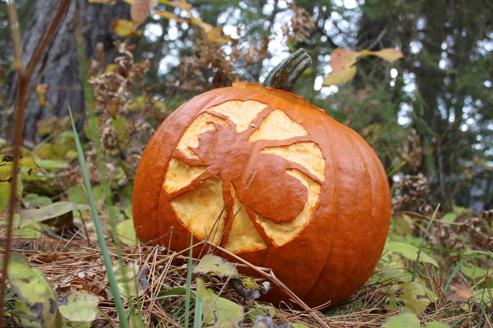 Pumpkin carved as spider for Halloween