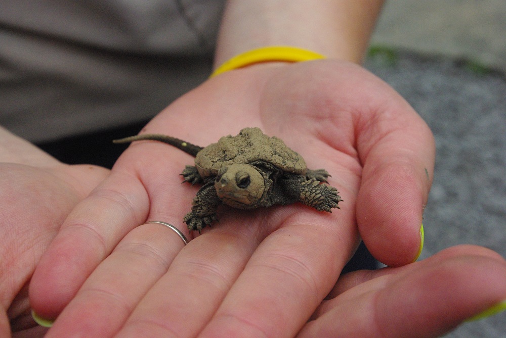 snapping turtle hatchling in person's hand