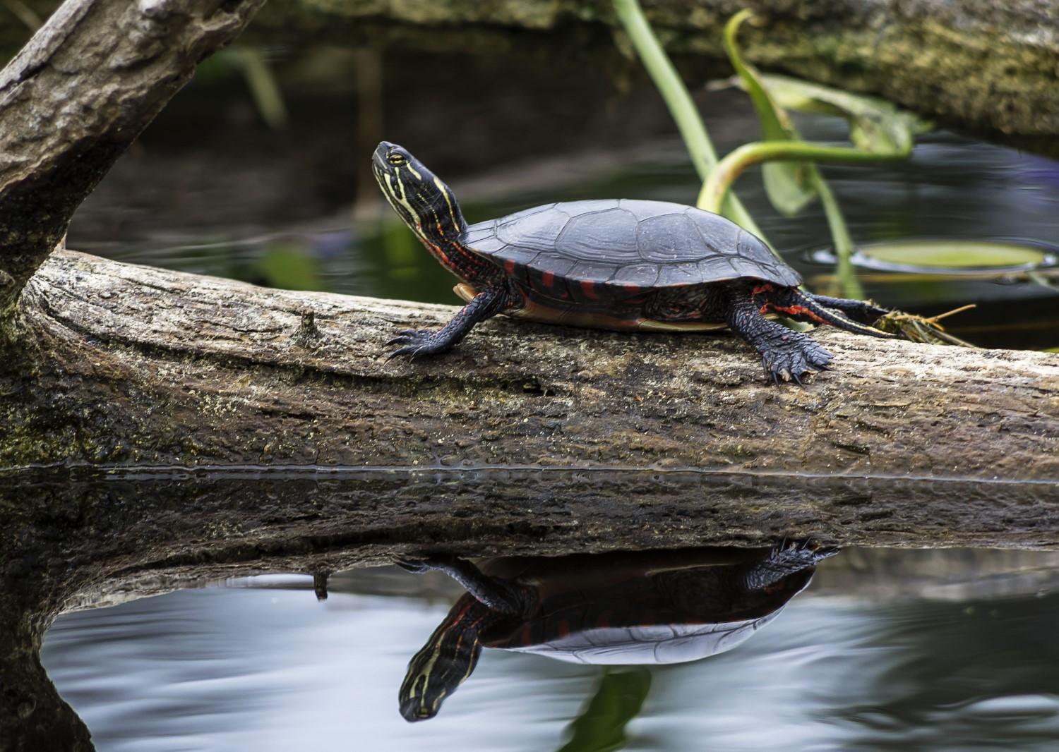 A small turtle resting on a log that is partially submerged in water.
