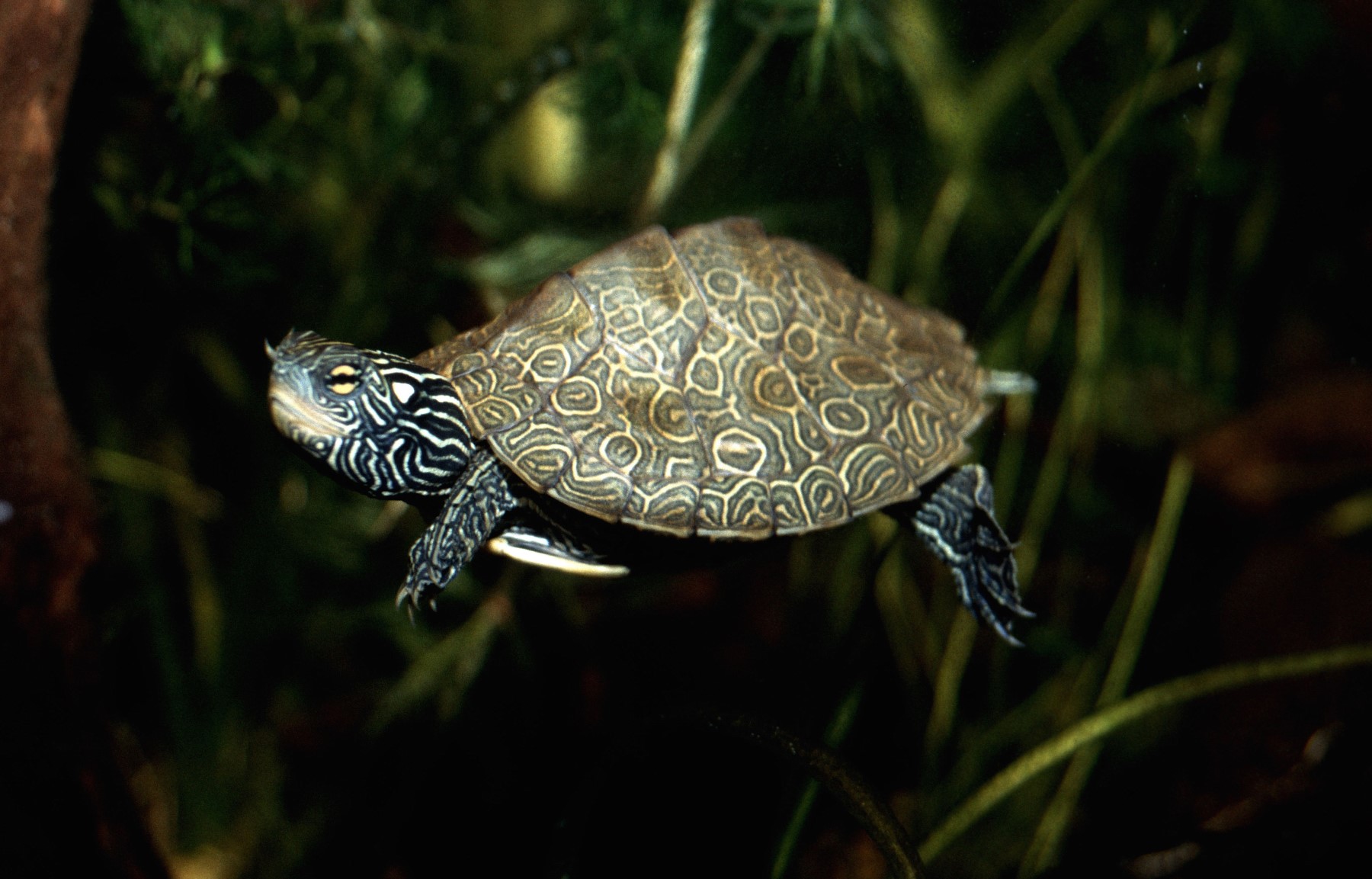 A small turtle with a patterned shell and body swimming in front of reeds