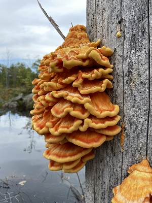 Mushroom attached to a tree.