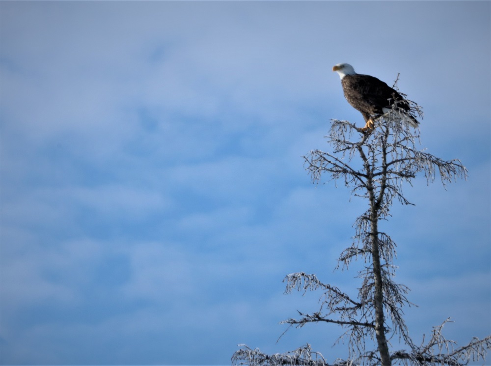 bald eagle on treetop