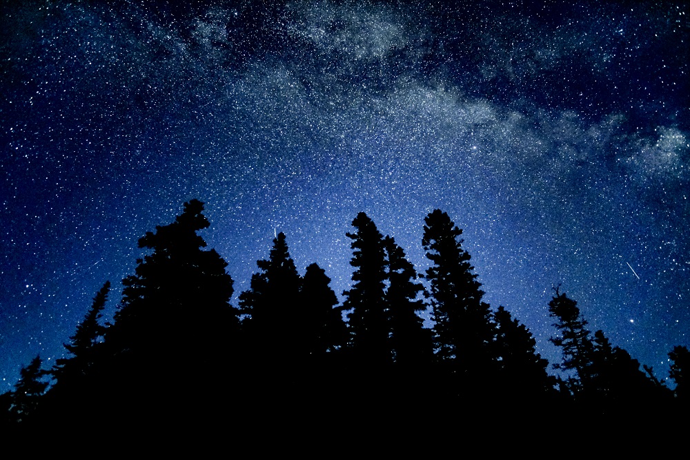 Stars over the trees in a dark sky
