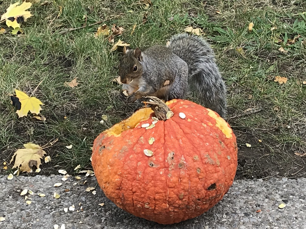 squirrel eating pumpkin