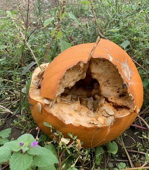 rotting pumpkin