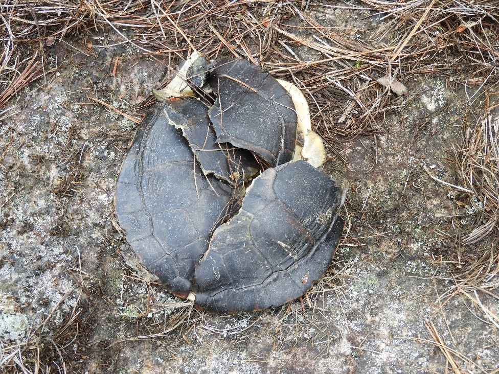 Une carapace de tortue brisée