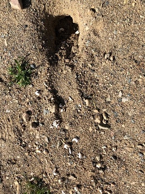 turtle shells in dirt